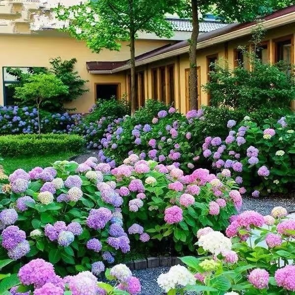 🌈Mix Hydrangea - Beautiful and Hardy Perennial Flowers for Your Garden