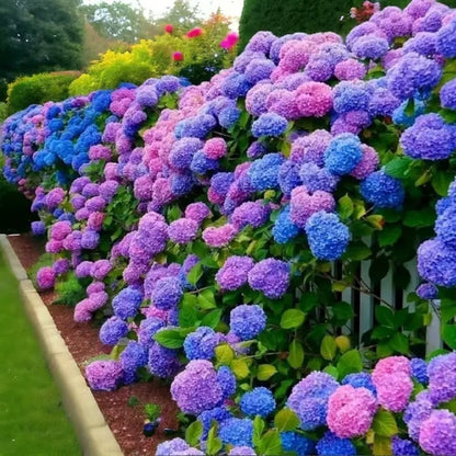 🌈Mix Hydrangea - Beautiful and Hardy Perennial Flowers for Your Garden