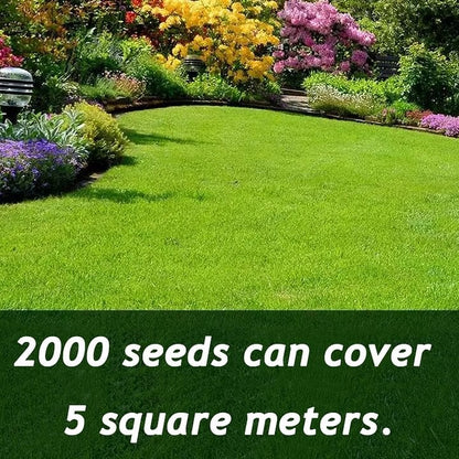 7 Days Germination🌱 Evergreen dwarf grass seed for four seasons🌾