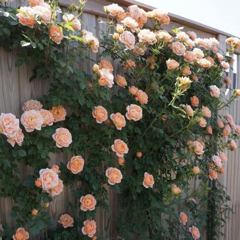 [3 days germination]🔥Last Day 49% OFF🌺Climbing Rose Seeds